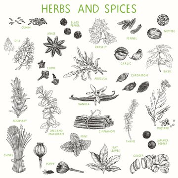 Herbs and spices hand drawn set, natural seasoning for cooking. Vector illustration, poster, collection for your design in vintage style.
