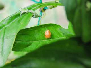ladybug lady bird larva cocoon pupa getting baby to adult bug beauty in nature  vegetable garden...