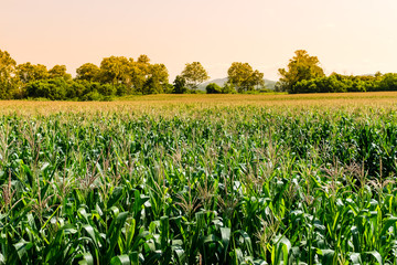 Fototapeta na wymiar corn field in agricultural garden