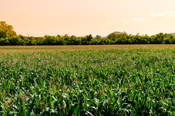 Fototapeta na wymiar corn field in agricultural garden