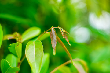 Glochidion Perakense vegetable tree