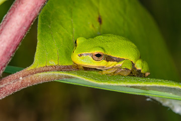 Green frog on leaf. A frog hides in a plant © nedomacki