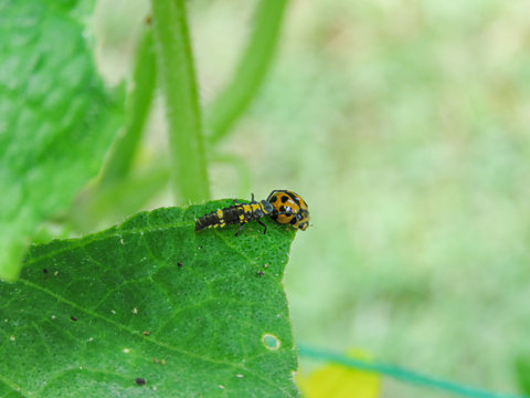 lady bug ladybird and larva bugs something doing good have insect for vegetable garden beneficial insect
