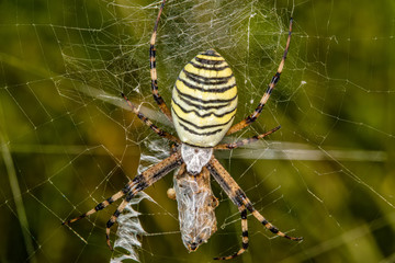 Black and yellow stripe Argiope bruennichi wasp spider on web with prey
