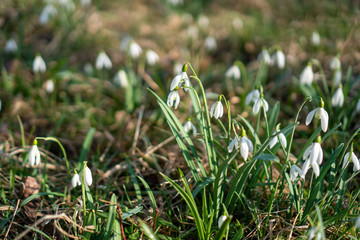 first spring flowers snowdrops after winter