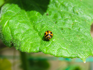 lady bug ladybird ladybug hunting bugs good have insect for vegetable garden beneficial animal close up