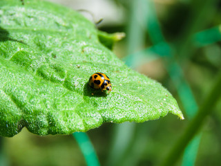 lady bug ladybird ladybug hunting bugs good have insect for vegetable garden beneficial animal  sunny day