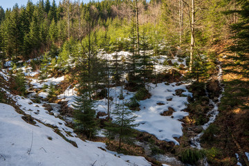 Fototapeta na wymiar streams in spring during snow melting in mountains on beautiful spring day, Beskydy Mountains, Czech