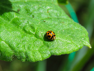 lady bug ladybird ladybug hunting bugs good have insect for vegetable garden beneficial animal sunny