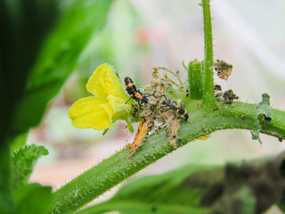 lady bug larva baby ladybug eating hunting food bugs insect good have them for vegetable garden yard cucumber plants nature