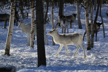 deers in forest Finland