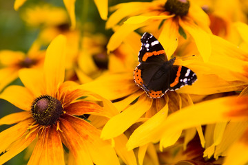 Beautiful red admiral butterfly sits on a flower close-up.