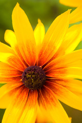 Beautiful flower BLACK EYED SUSAN SEEDS or Rudbeckia hirta.