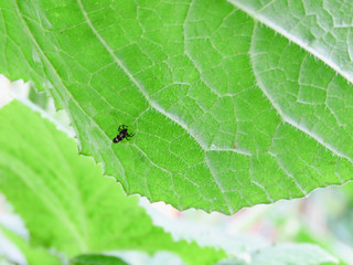 lady bug larva baby ladybug eating hunting food bugs insect good have them for vegetable garden yard cucumber leaf
