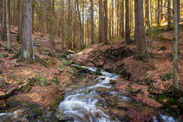 brook during snow melting in spring and tusk fallen leaves from autumn, Czech