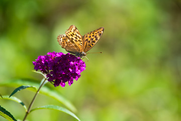 Fritilary butterfly on a flower