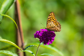 Obraz premium Fritilary butterfly on a flower