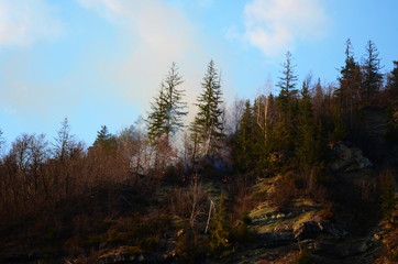 Fototapeta na wymiar Raging pine tree fire across the hill