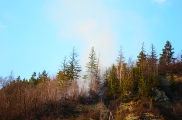 Raging pine tree fire across the hill