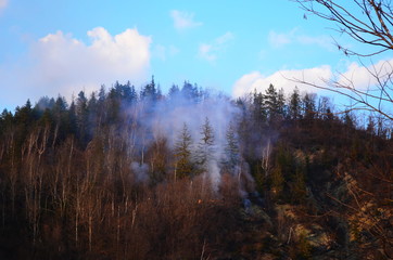 Raging pine tree fire across the hill