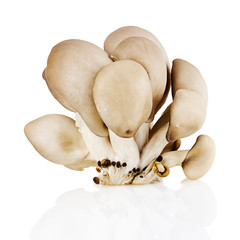 Oyster mushrooms on a white background isolated.