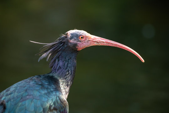 Closeup portrait of a waldrapp