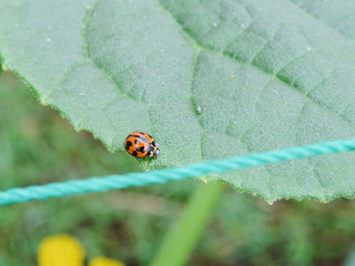 one lady bug ladybird ladybug hunting bugs good have insect for vegetable garden beneficial animal 