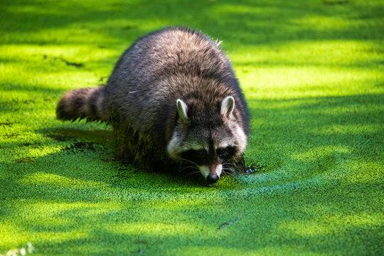 Raccoon Washing Its Food In A Pond