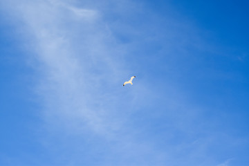 Bird in the sky