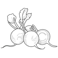 Hand drawing radish; black and white vector illustration; doodle vegetables for stickers, posters, web design. 