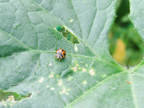 Lady Bug Ladybird Ladybug Hunting Bugs Good Have Insect For Vegetable Garden Beneficial Animal Insect