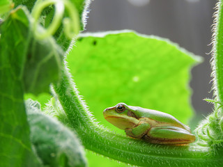 small tree frog sitting on the cucumber leaf vegetable garden yard sunny day early summer close up green frog rainy day copy space
