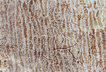 Genuine leather texture. Leather surface. Close up. Copy space.