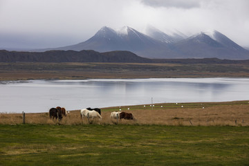 cattles on grassland Iceland