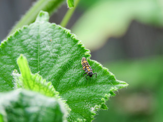lady bug larva baby ladybug eating hunting food bugs insect good have them for vegetable garden yard 