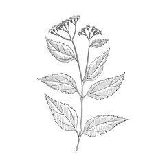 vector drawing white snakeroot