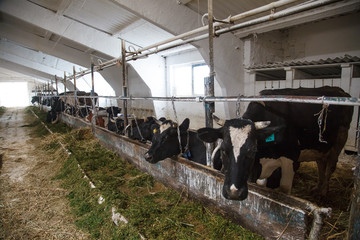 agriculture industry, farming and animal husbandry concept - herd of cows in cowshed stable on dairy farm