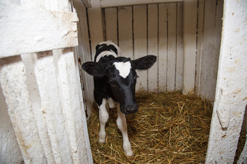 Young calf breed in a stall for calves with straw.