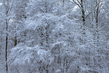 Schneebedeckte Bäume