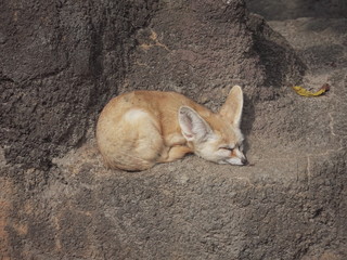 Sleeping Fennec Fox, on the rock