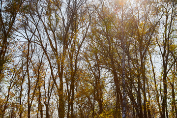 Top of yellow and green trees and sky background in autumn landscape in a nice day