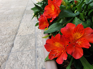 Red flowers Alstroemeria on the background of a stone sidewalk.