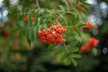 Sorbus aucuparia, commonly called rowan