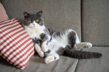 British shorthair cat lying on the sofa