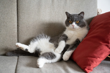 British shorthair cat lying on the sofa