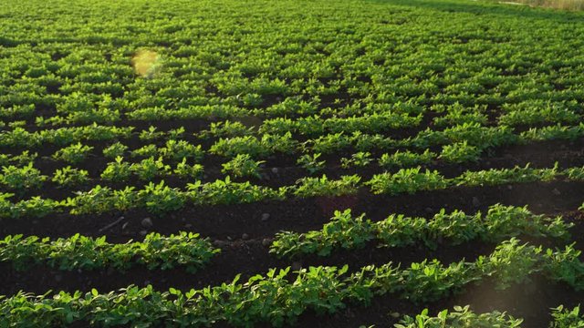 Green groundnut field in India