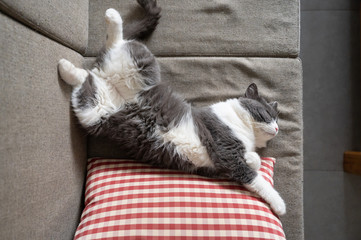 British shorthair cat lying on the sofa and sleeping