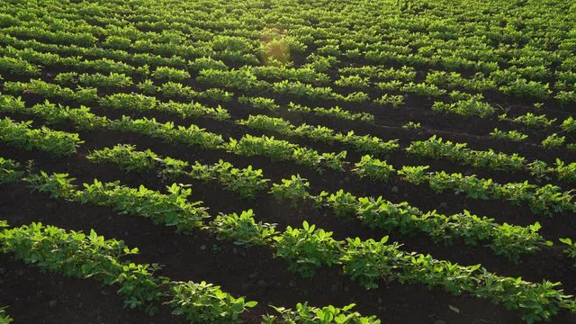 Green groundnut field in India