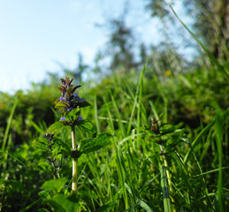 detail of Hyssopus officinalis  plant in a meadow