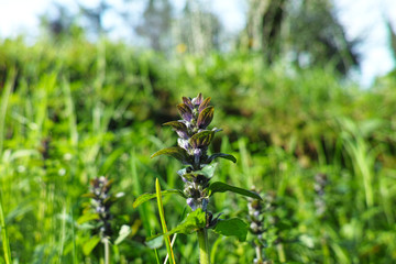 detail of Hyssopus officinalis  plant in a meadow